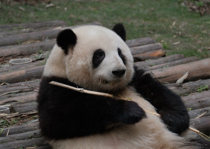 China: excurs?es temáticas sobre pandas tornam-se popular no feriado de Primeiro de Maio